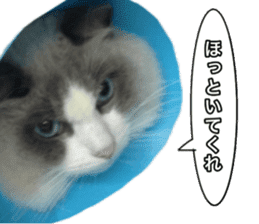 Love cat, that name is Daifuku sticker #15061512