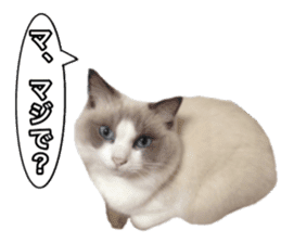 Love cat, that name is Daifuku sticker #15061513