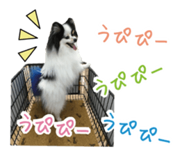Pomeranian Masamune sticker #15063692