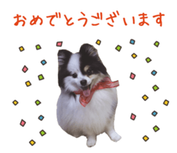 Pomeranian Masamune sticker #15063694