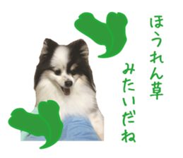 Pomeranian Masamune sticker #15063695