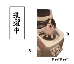 Pomeranian Masamune sticker #15063696