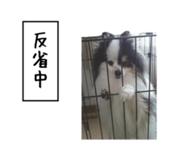 Pomeranian Masamune sticker #15063697