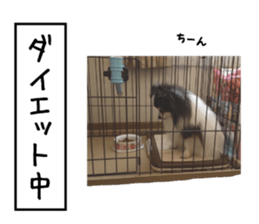 Pomeranian Masamune sticker #15063698