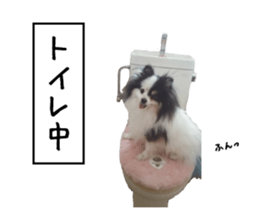 Pomeranian Masamune sticker #15063699