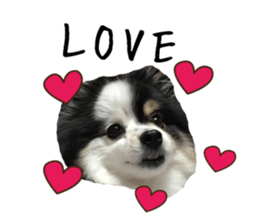 Pomeranian Masamune sticker #15063700