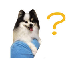 Pomeranian Masamune sticker #15063701