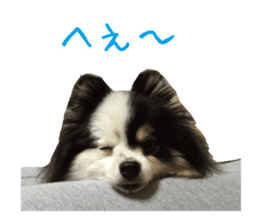 Pomeranian Masamune sticker #15063702