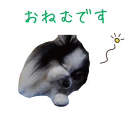Pomeranian Masamune sticker #15063704