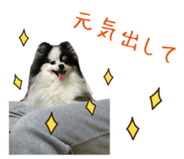 Pomeranian Masamune sticker #15063705