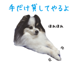 Pomeranian Masamune sticker #15063706