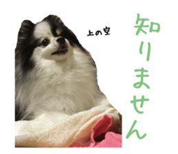 Pomeranian Masamune sticker #15063707