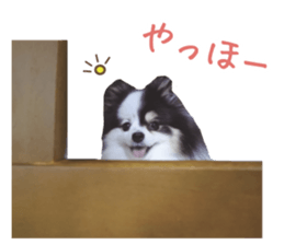 Pomeranian Masamune sticker #15063708