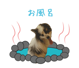 Pomeranian Masamune sticker #15063709