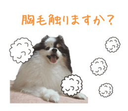 Pomeranian Masamune sticker #15063714