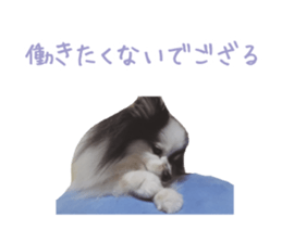 Pomeranian Masamune sticker #15063716