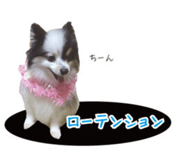 Pomeranian Masamune sticker #15063717