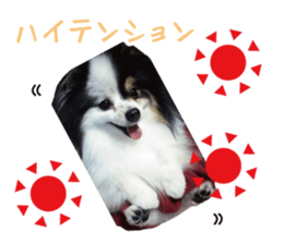 Pomeranian Masamune sticker #15063718