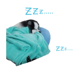 Pomeranian Masamune sticker #15063720