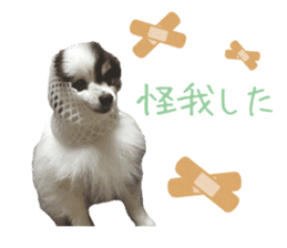 Pomeranian Masamune sticker #15063721