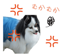 Pomeranian Masamune sticker #15063723