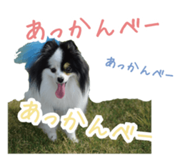Pomeranian Masamune sticker #15063724