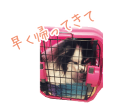 Pomeranian Masamune sticker #15063725