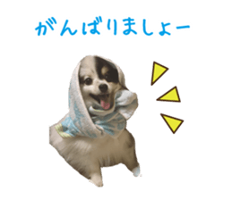 Pomeranian Masamune sticker #15063727