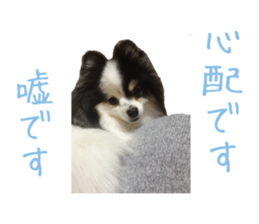 Pomeranian Masamune sticker #15063728