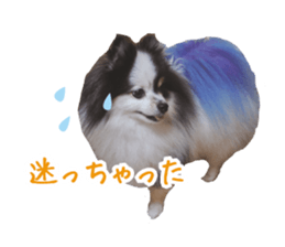 Pomeranian Masamune sticker #15063729