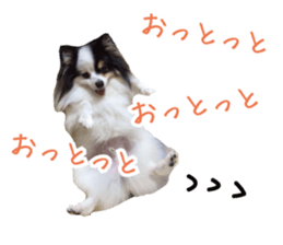 Pomeranian Masamune sticker #15063730