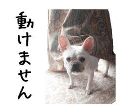 french bulldog banira second edition sticker #15064993