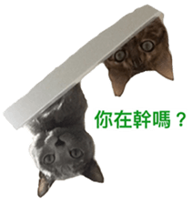 Toro&Leo sticker #15067336