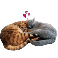 Toro&Leo sticker #15067339