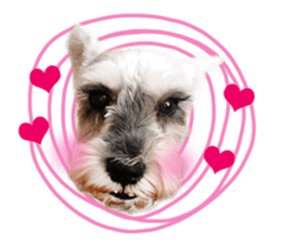 MY DOG LITTLE FAT sticker #15070278