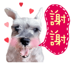 MY DOG LITTLE FAT sticker #15070284