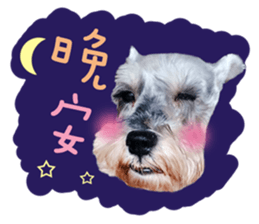 MY DOG LITTLE FAT sticker #15070286