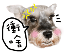 MY DOG LITTLE FAT sticker #15070290