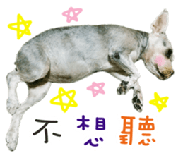 MY DOG LITTLE FAT sticker #15070295