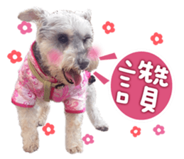 MY DOG LITTLE FAT sticker #15070296