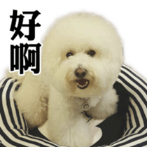 Bichon Frise~Q bi & O bi Part2 sticker #15071473