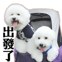 Bichon Frise~Q bi & O bi Part2 sticker #15071475