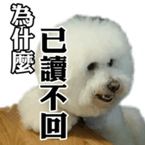 Bichon Frise~Q bi & O bi Part2 sticker #15071477