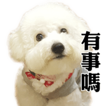 Bichon Frise~Q bi & O bi Part2 sticker #15071479