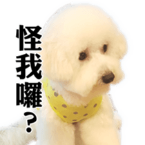 Bichon Frise~Q bi & O bi Part2 sticker #15071482
