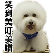 Bichon Frise~Q bi & O bi Part2 sticker #15071485