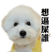 Bichon Frise~Q bi & O bi Part2 sticker #15071486