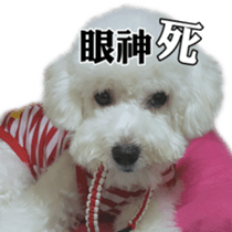 Bichon Frise~Q bi & O bi Part2 sticker #15071490