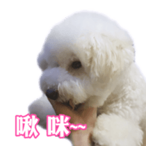 Bichon Frise~Q bi & O bi Part2 sticker #15071498