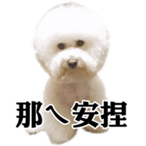 Bichon Frise~Q bi & O bi Part2 sticker #15071499